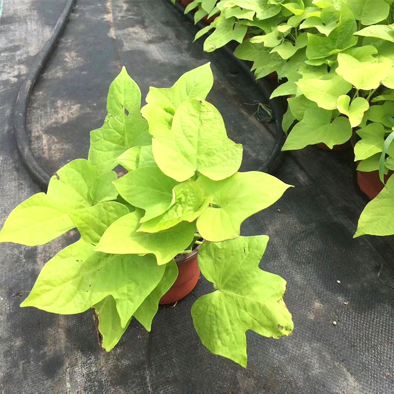 基地批发金叶薯 花坛盆栽 杯苗 花境色块金叶甘薯 美化环境