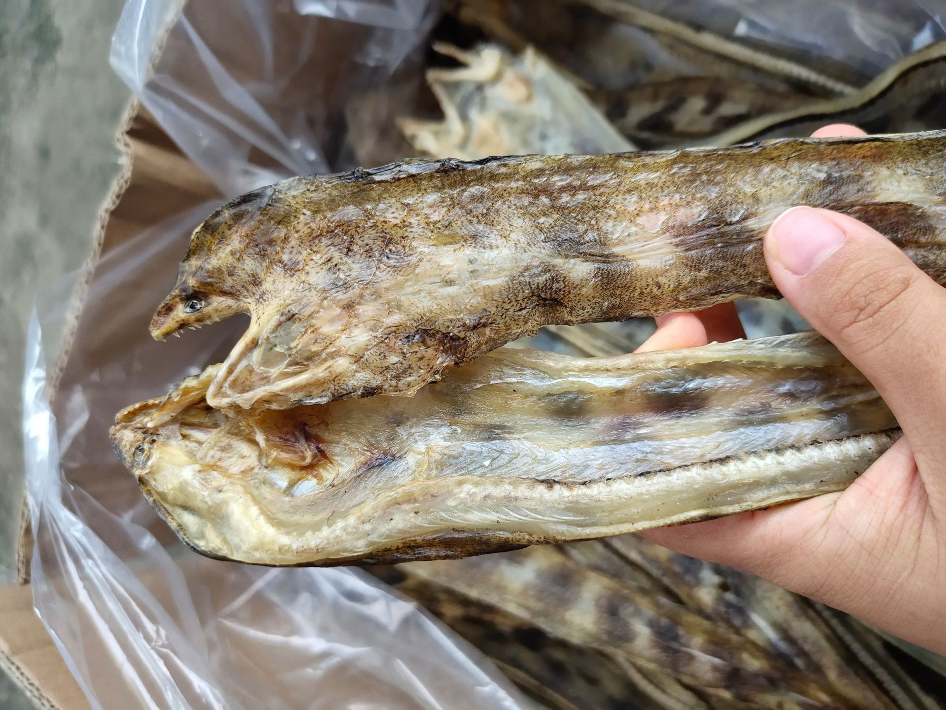 批发北海鱼干淡干花鳗鱼干袋头开肚鳗鱼片新晒跑江湖地摊酒店餐饮