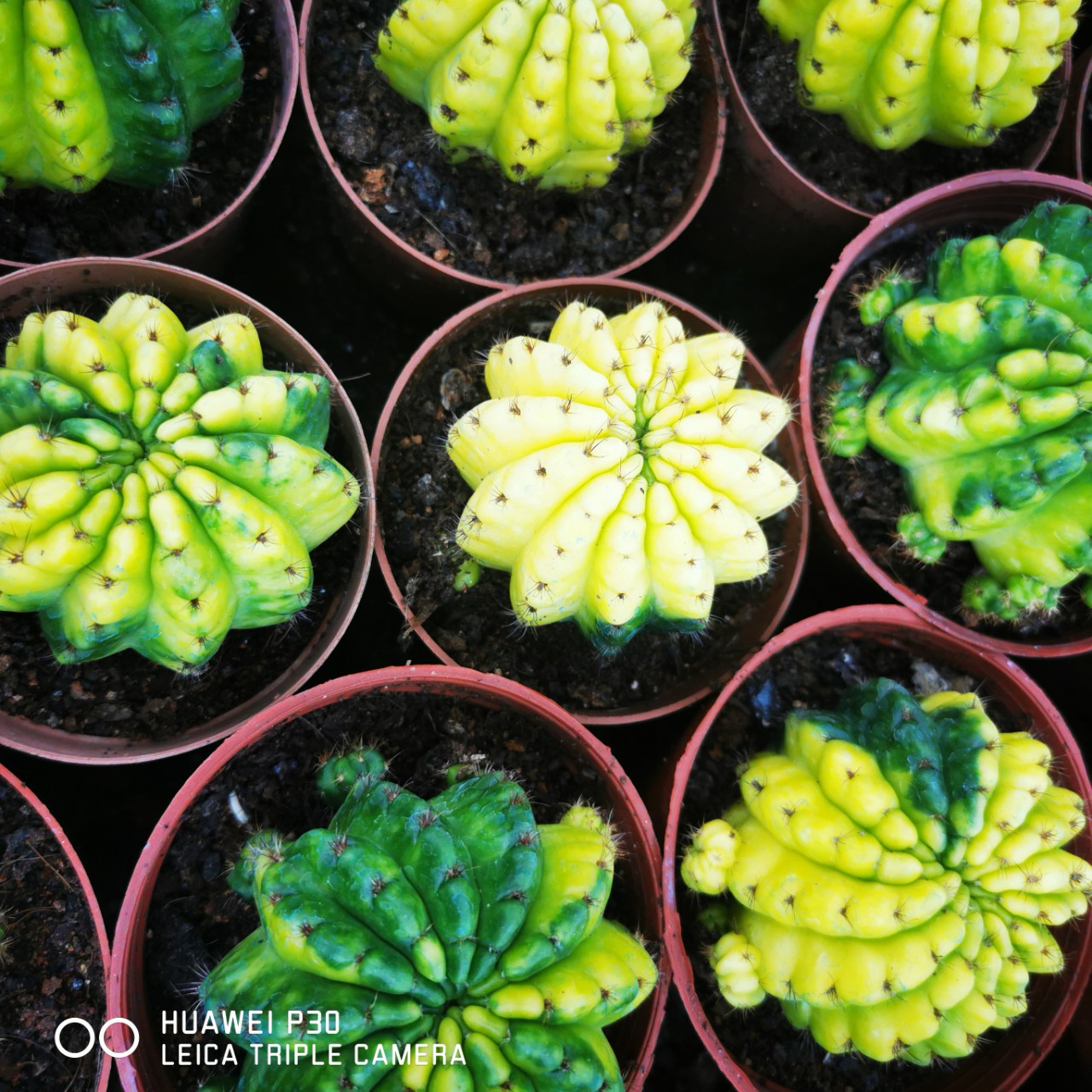 仙人球玻璃球全锦半锦本颜色自然锦基地大棚批发小盆栽