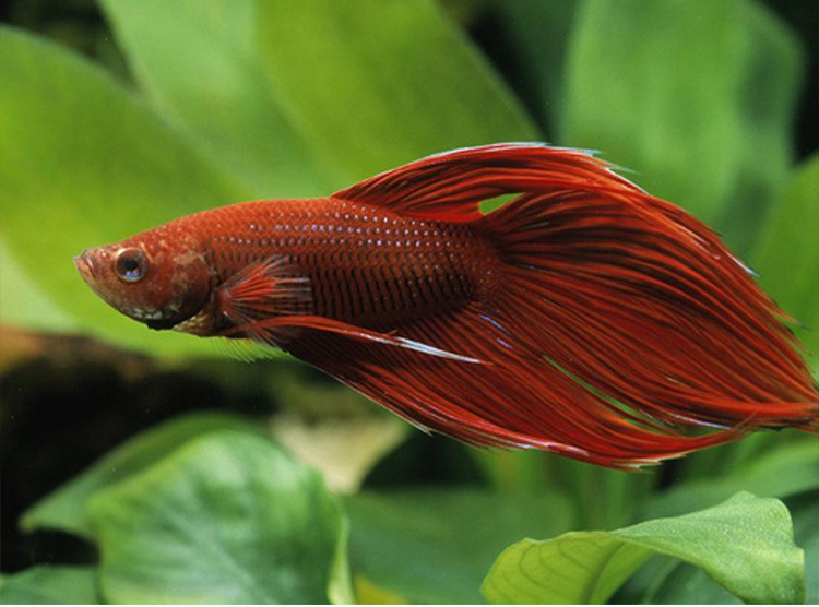 泰国斗鱼活鱼母斗鱼半月狮子马尾将军巨斗大耳斗鱼热带观赏鱼