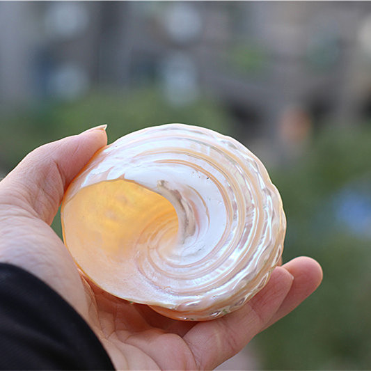 天然贝壳海螺海星荧光珍珠塔螺夜光塔螺 标本螺收藏礼品摆设