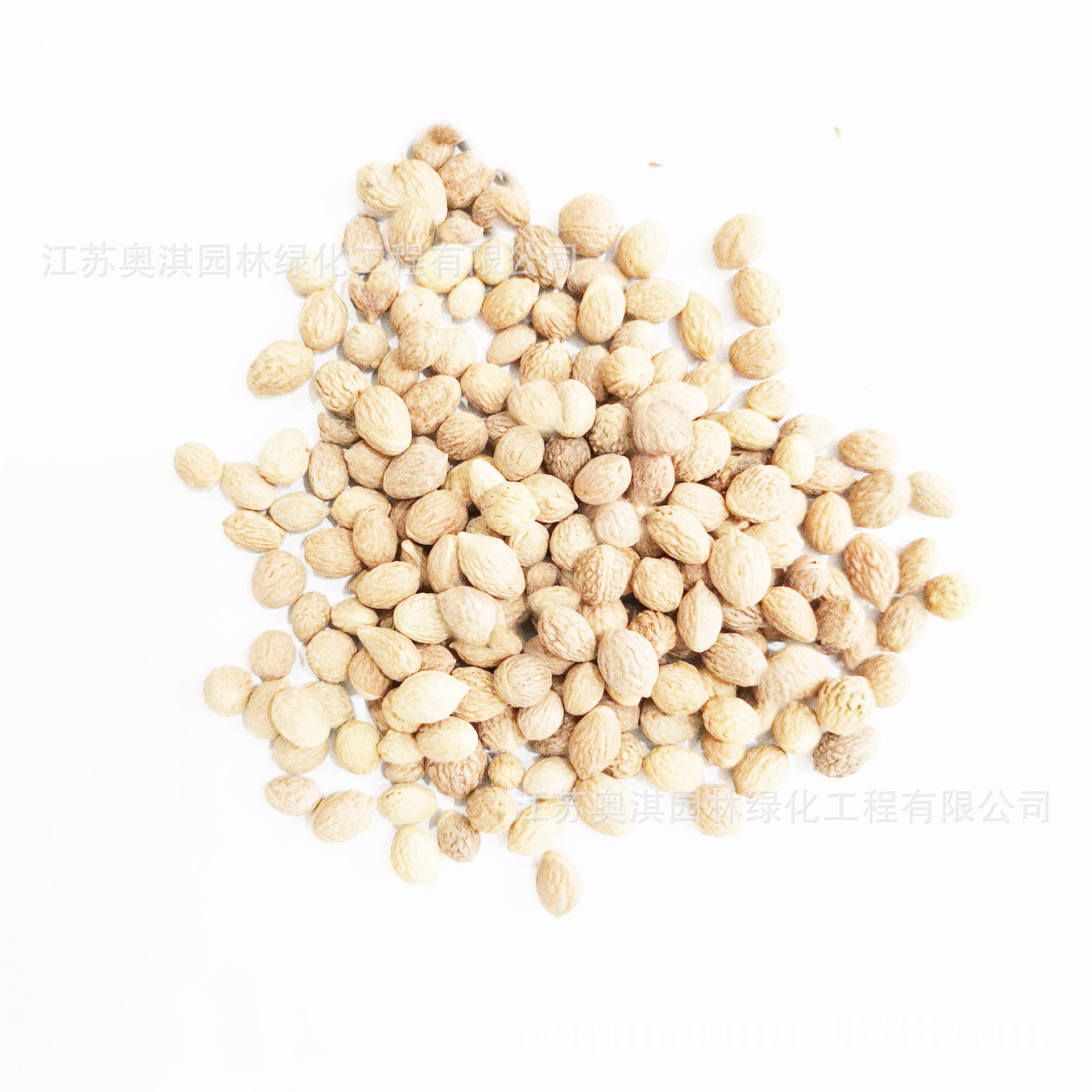 酸枣种子酸枣核野枣种子枣树种子大红枣树种子嫁接砧木货到付款