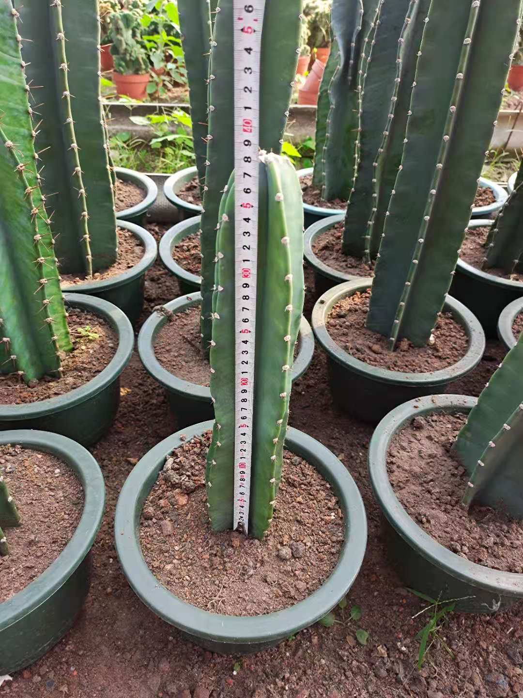 00元 品种         量天尺/霸王鞭       是否进口         否