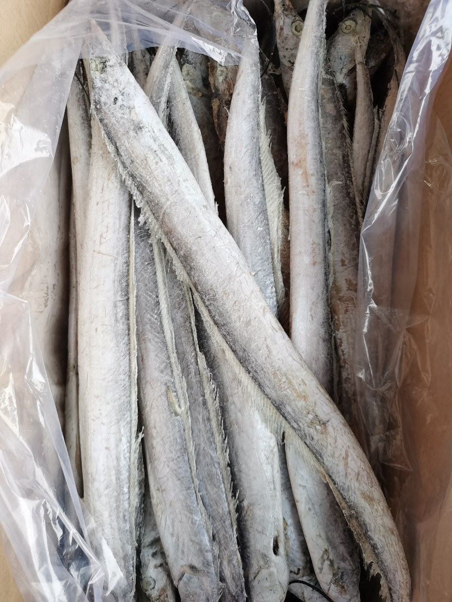 厂家批发渤海冷冻带鱼青岛沙子口本地刀鱼无冰衣顺丰一件代发