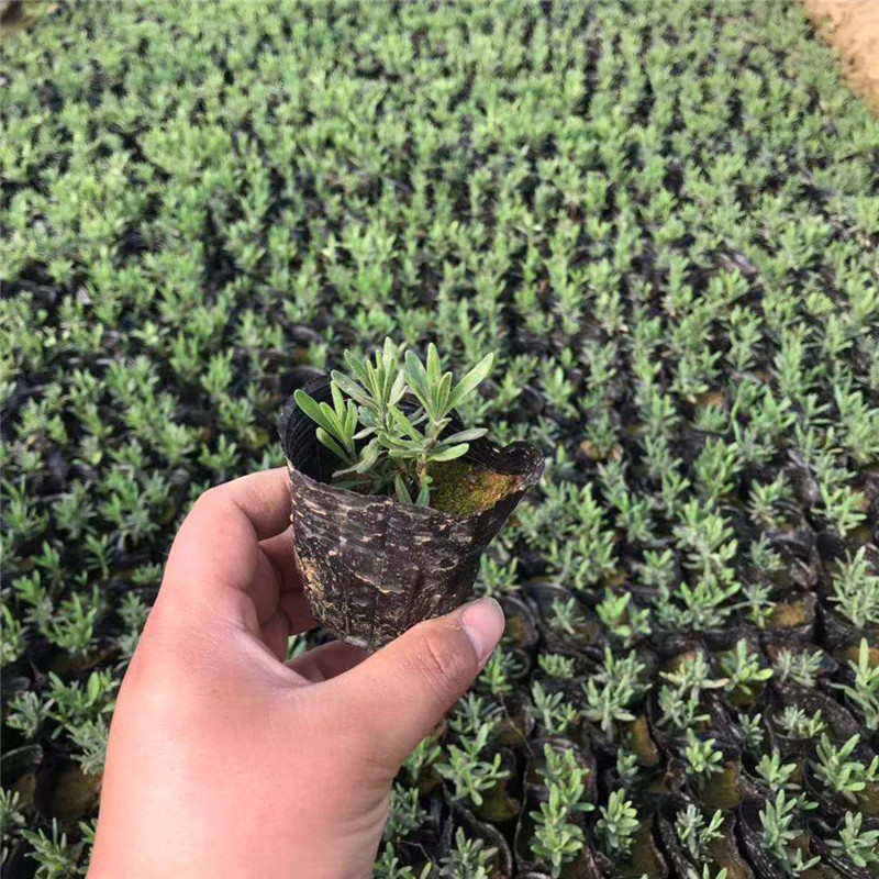 宿根薰衣草花苗批发 浪漫薰衣草花海景观 道路公园绿化工程花苗