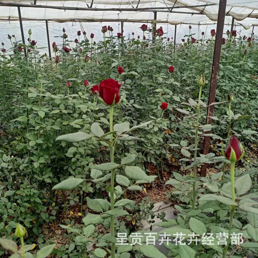 云南基地红玫瑰鲜花批 花卉种植基地鲜切花直供酒店会议节日用花