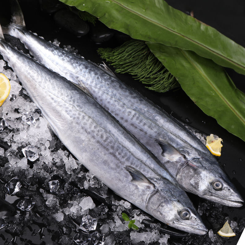大鲅鱼新鲜冷冻鲜活燕鲅鱼大马鲛鱼馅饺子深海鱼批发