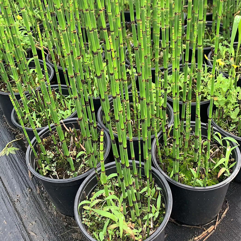 节节草木贼草笔杆草室内水培盆栽四季常绿庭院花卉绿植物苗木基地