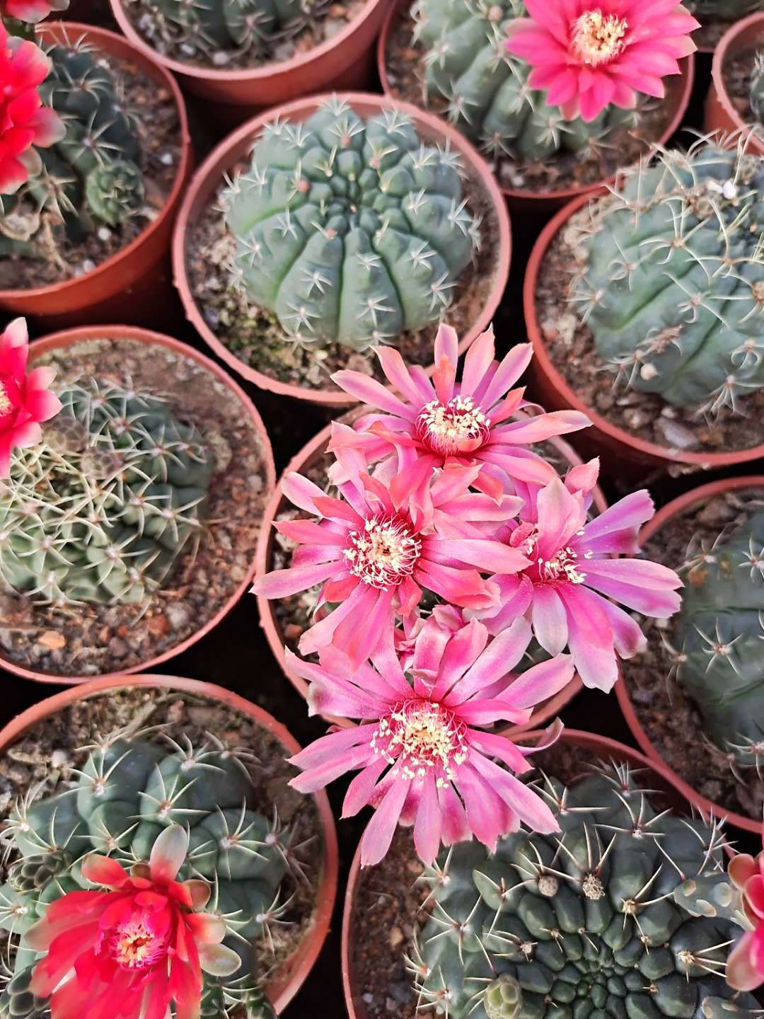 绯花玉开花仙人球盆栽 仙人掌室内多肉植物办公室