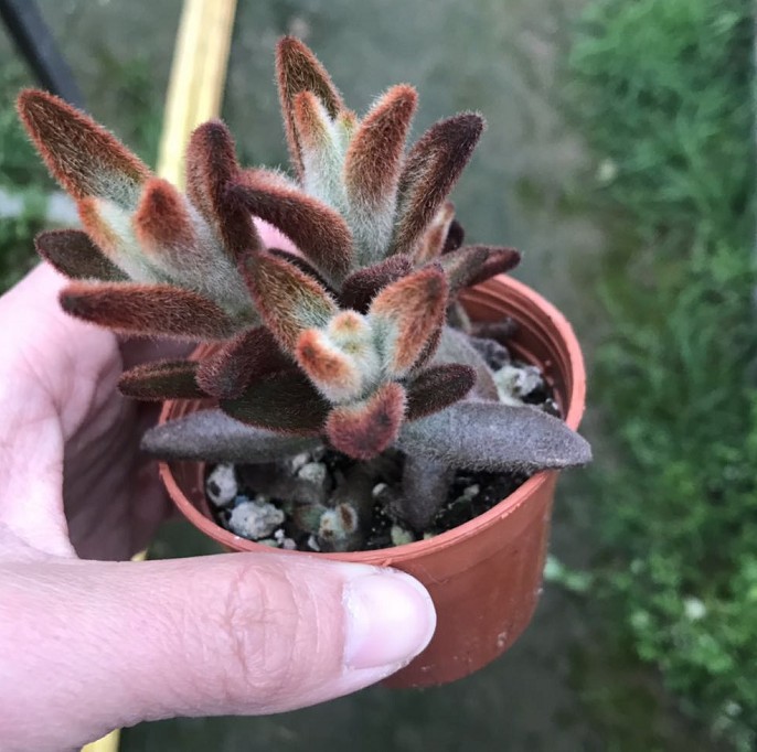 孙悟空兔耳多肉植物盆栽群生多头