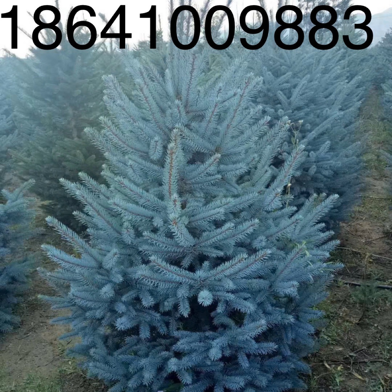 蓝杉美国蓝杉规格齐全蓝杉小苗批发