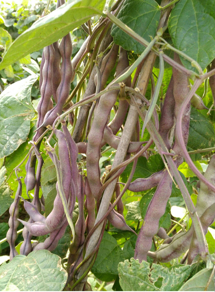 山东老来少芸豆种子春季四季蔬菜种孑九粒白芸豆籽种无筋架豆种籽