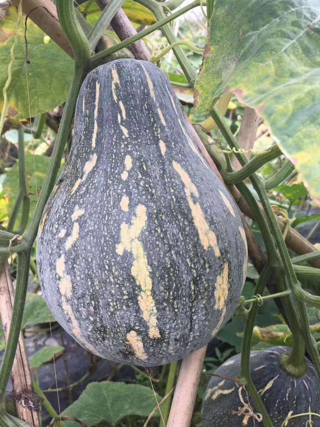 冯子龙蔬菜种子香芋南瓜种子基地田园阳台盆栽好吃香粉甜糯