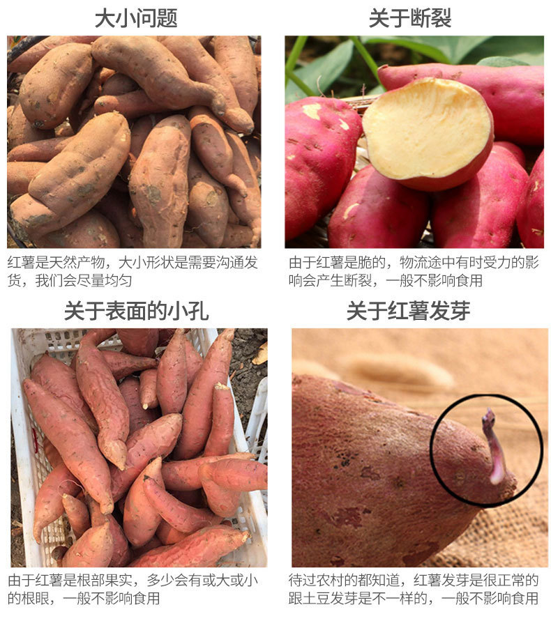 批发龙薯9红薯繁育基地种植 新鲜现挖红心地瓜烤地瓜 电烤红薯用