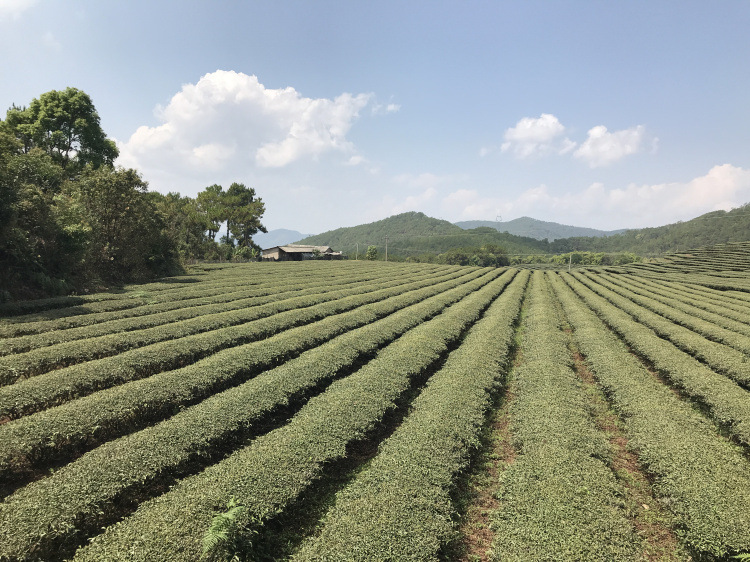 茶园 (25).jpg