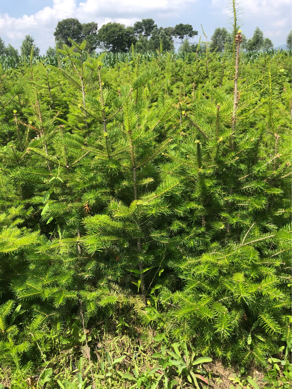 冷杉21x21营养杯树苗