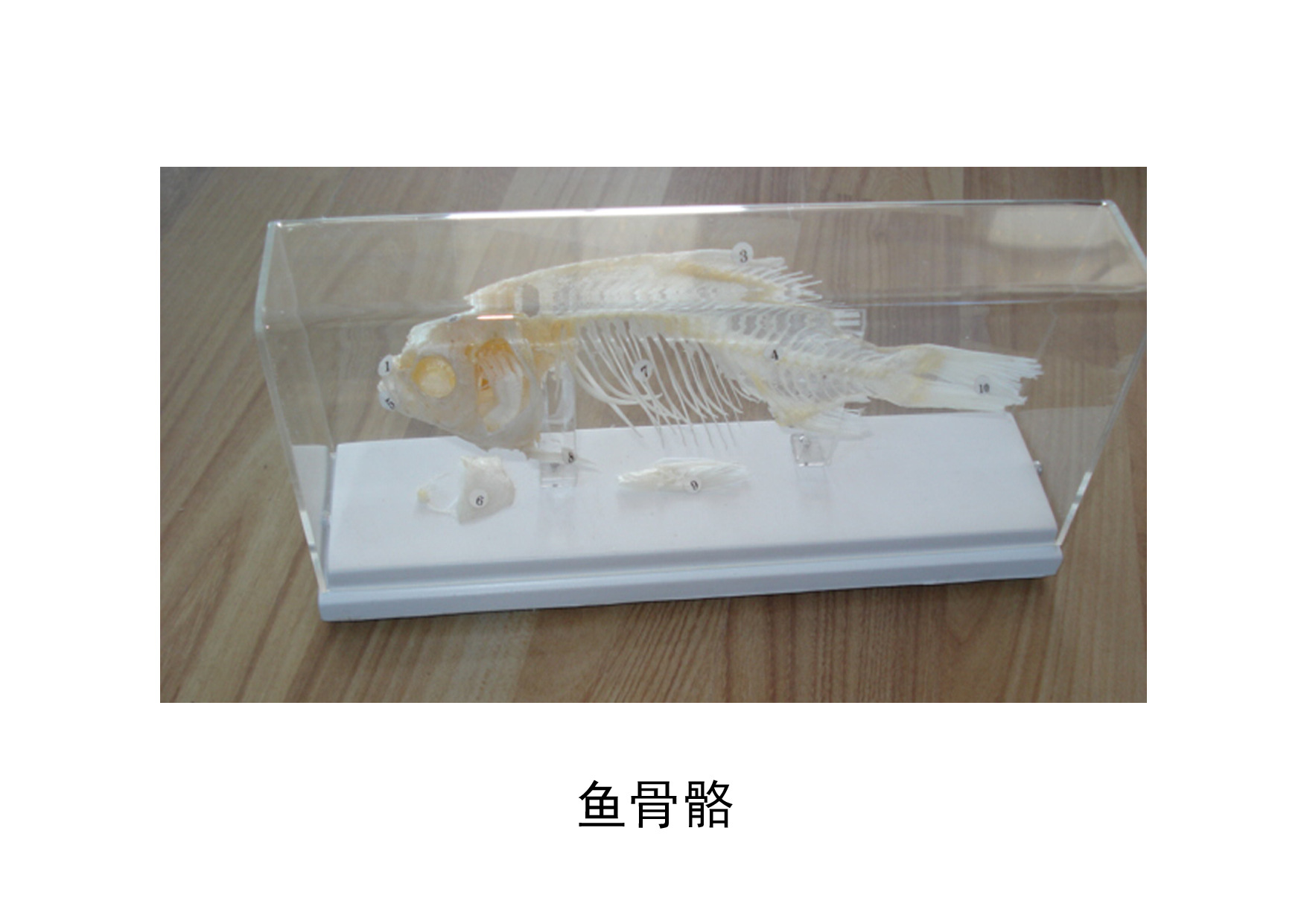 鱼,鱼骨骼标本 ,标本