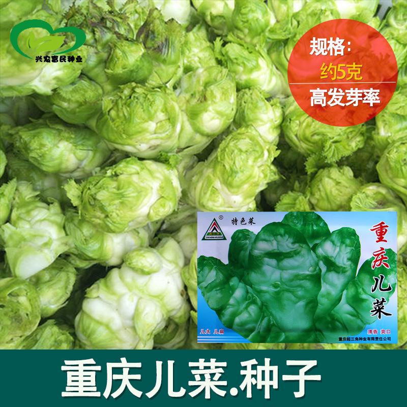 重庆儿菜种子 农田菜园阳台早中熟嫩脆清香肉白空心少儿菜蔬菜籽