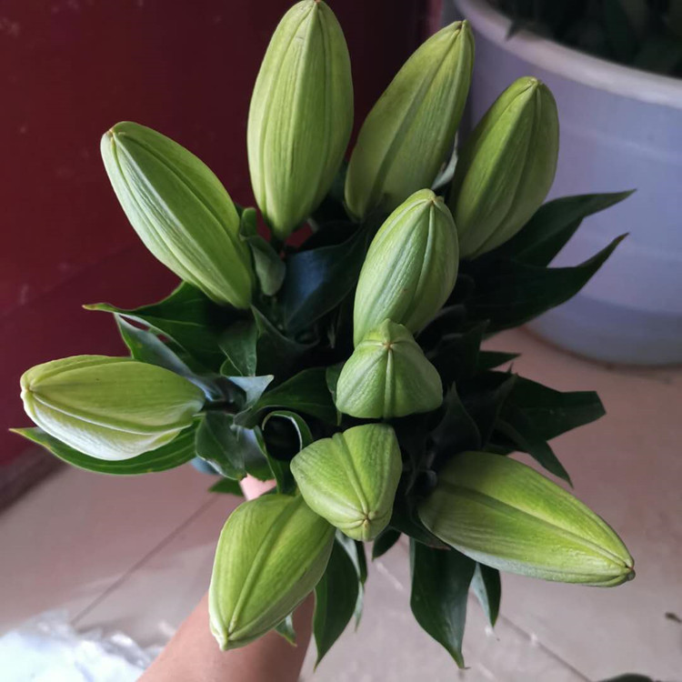 云南昆明百合花批发多头香水百合整扎直批鲜花基地直发一扎10支