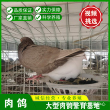 肉鸽哪里有大量出售的   一对落地王多少钱  优良品种