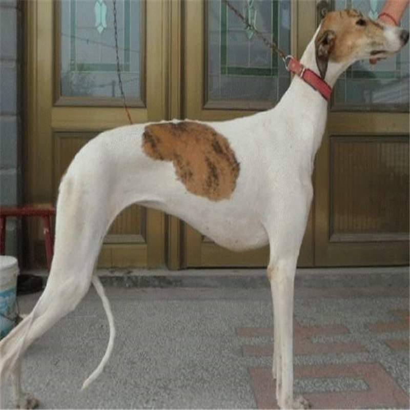 出售精品纯种格力犬活体幼犬惠比格山东细犬猎兔犬疫苗齐全全活狗