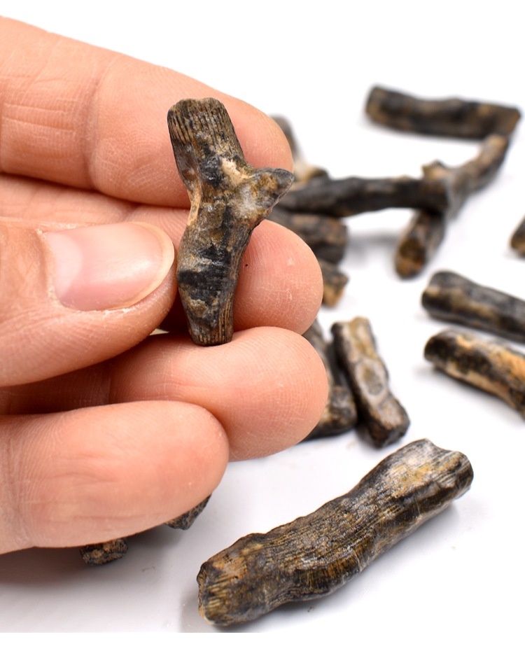 泥盆纪腔长动物化石单体柱珊瑚海洋动物化石地质科普教学标本