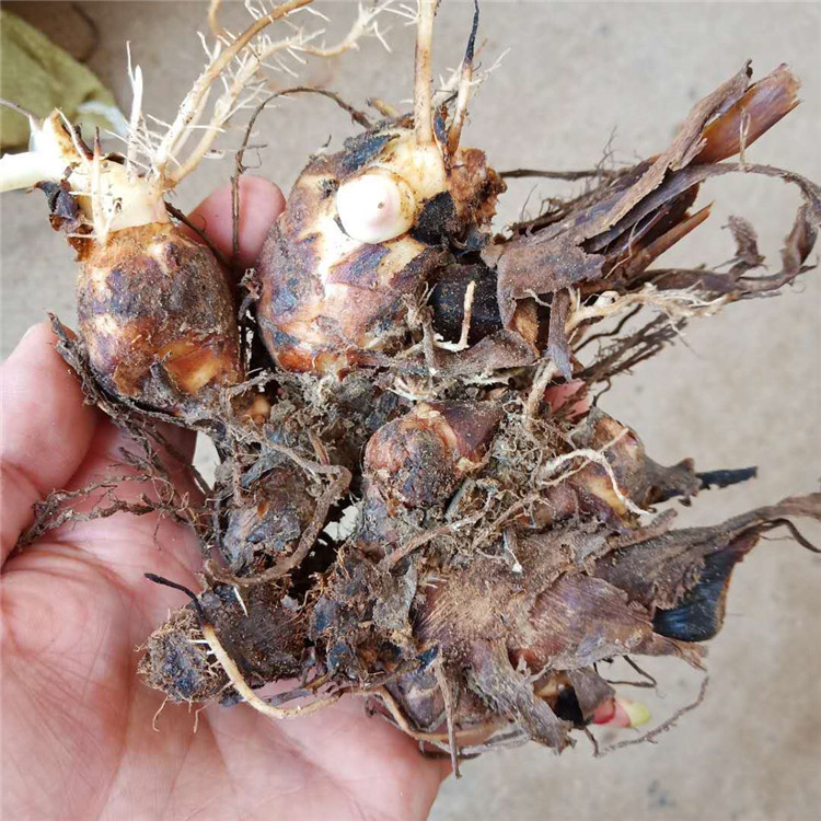 哪里有卖矮生美人蕉 美人蕉种根 美人蕉价格