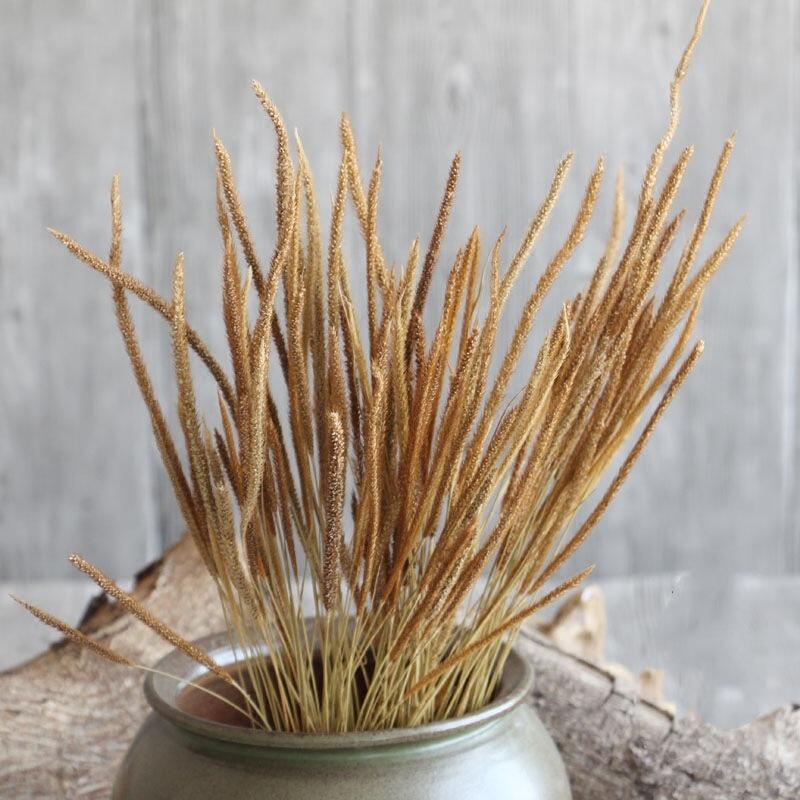 麒麟草云南小黄草干花野生麒麟草干花长草一束约50支左右