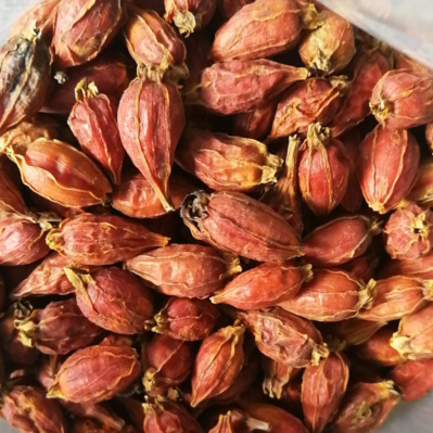 山栀子新货黄栀子干货 生栀子果 山枝子 山栀籽500克包邮批发