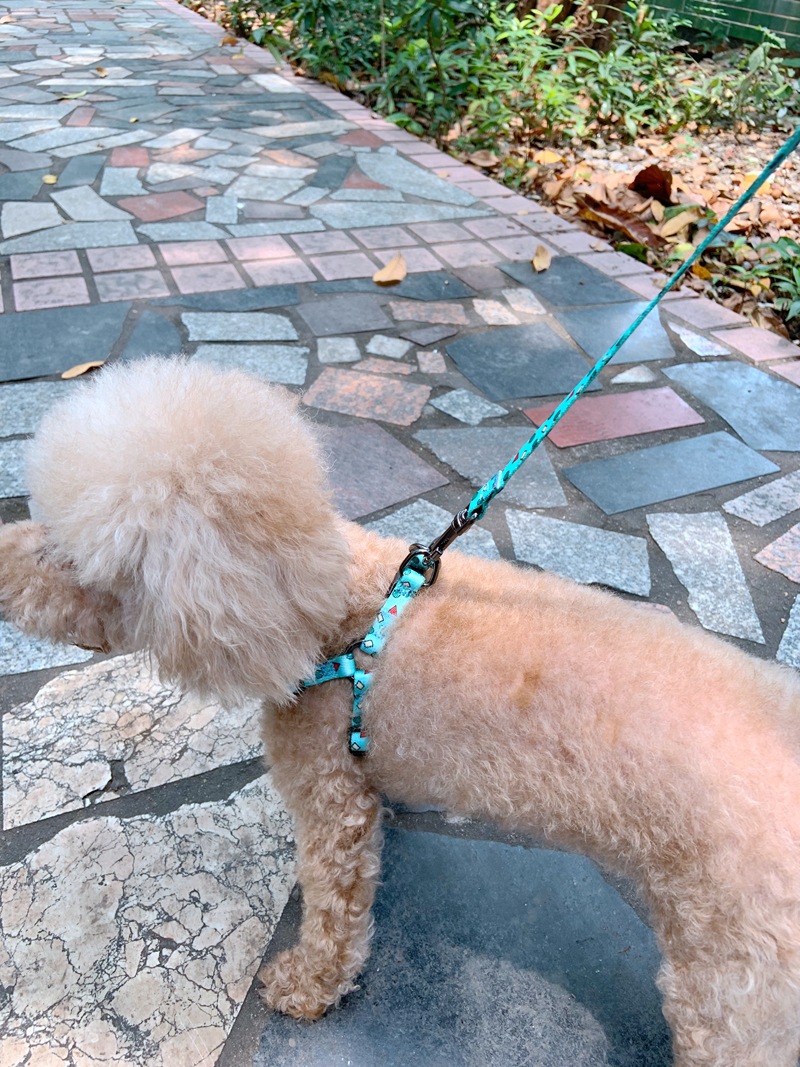 小型犬幼犬宠物胸背拉绳狗狗牵引绳外出遛狗绳子泰迪比熊博美用品