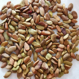 批发柠条锦鸡儿种子2018年新货柠条树苗基地