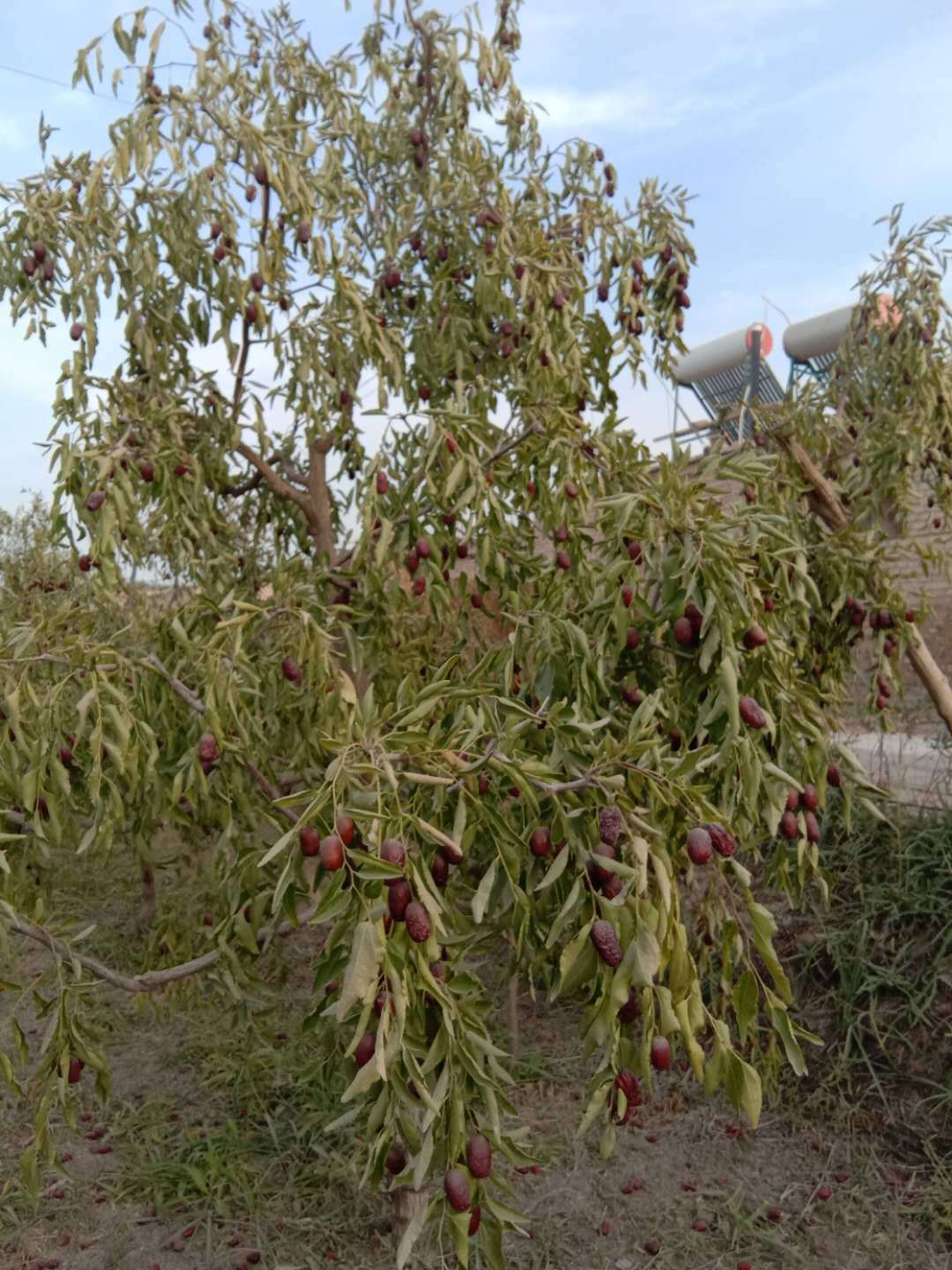 新疆特产灰枣整箱20斤若羌小灰枣未清洗吊干土枣零食干果年货批发