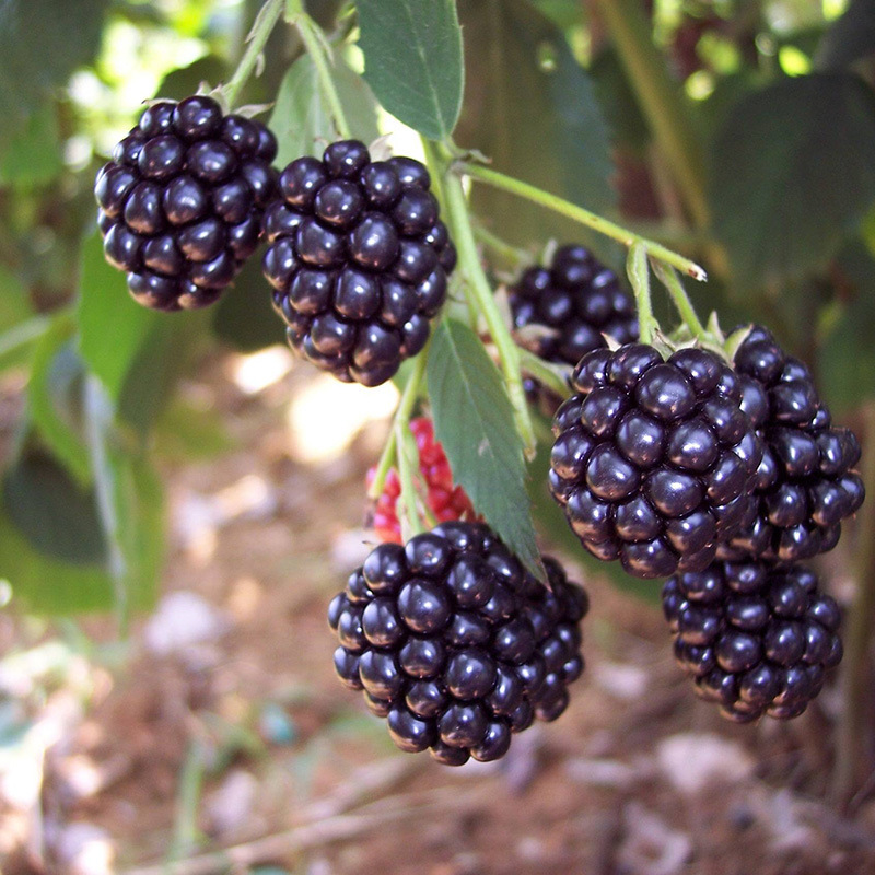 美国黑莓苗黑莓苗可盆栽地栽南北方种植简单易养美国黑莓果树苗