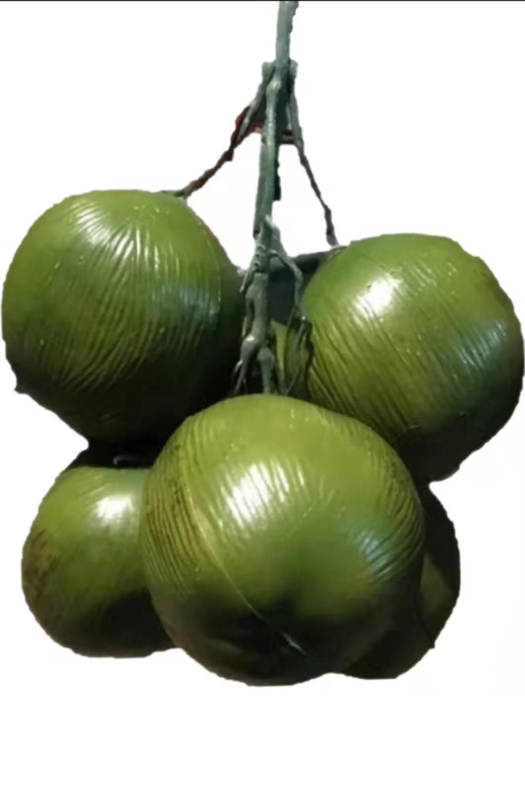 仿真假椰果假椰子椰果仿真椰子树树塑料道具 仿真水果假水果装饰