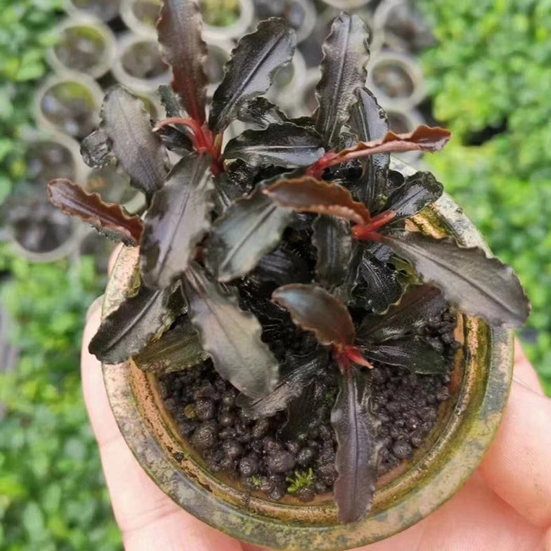 辣椒榕水草活体真水草蓝精灵布朗尼迷你幽灵得力红捆绑小自苒