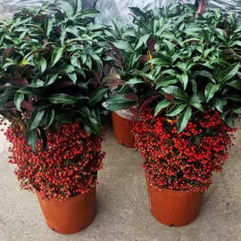 3%北美冬青树苗盆栽冬红果富贵籽年宵花卉盆景