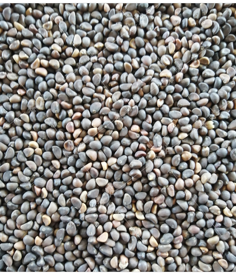 芽苗菜种子 泰国柳绿空心菜 500g杂交耐热竹叶柳叶空心菜蔬菜种子