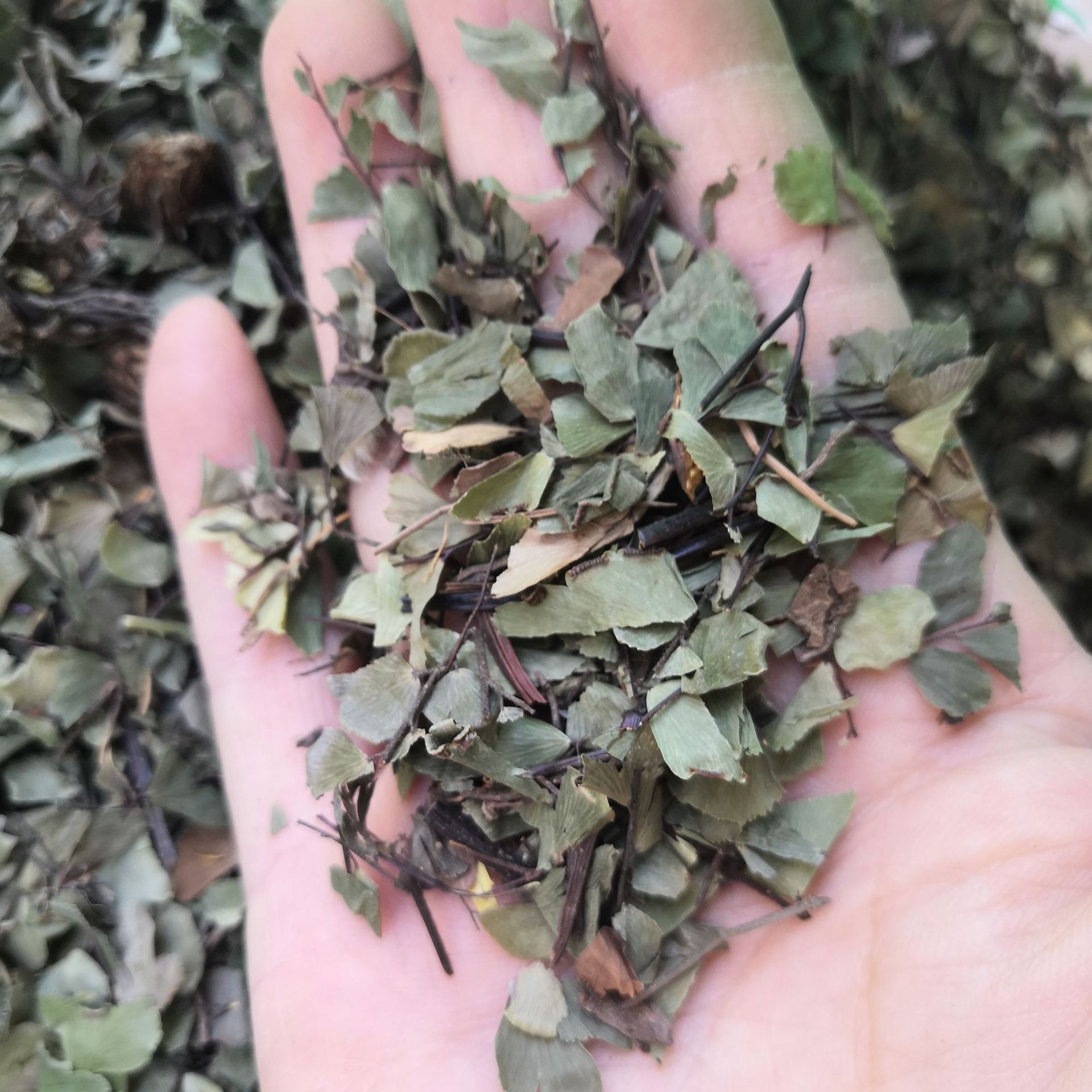 中药材铁线草 铁线蕨 铁丝草 少女的发丝 水猪毛土 实物拍摄