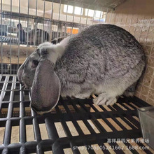 肉兔养殖场成年比利时兔 新西兰种兔养殖前景 纯种公羊兔价格