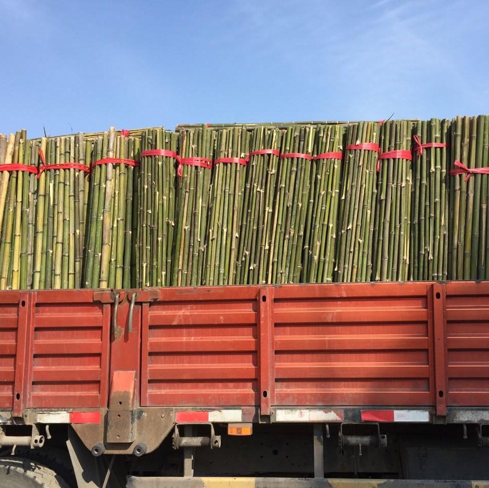 批发各类竹子竹杆淡竹枸杞竹山药竹菜架竹 脚片小竹竹竿雷竹毛竹