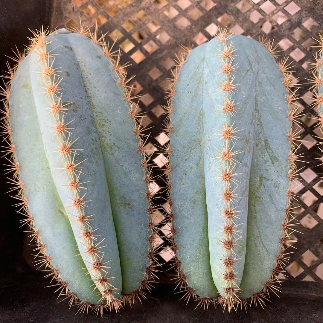 稀有短刺 金青阁仙人柱 批发高12-15cm 砍头无根 好养活