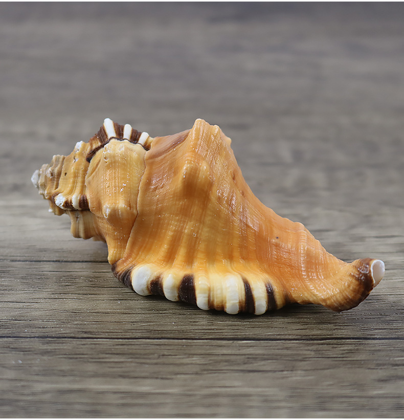 象鼻法螺 天然海螺贝壳工艺品 稀缺螺贝收藏 精美礼物海洋标本