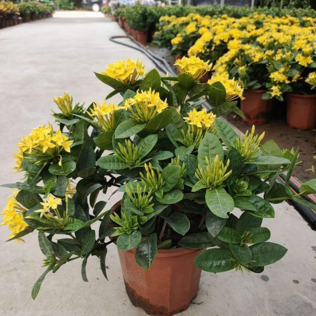 基地直供绿植盆栽花卉净化空气居家植物花卉260黄花龙船花