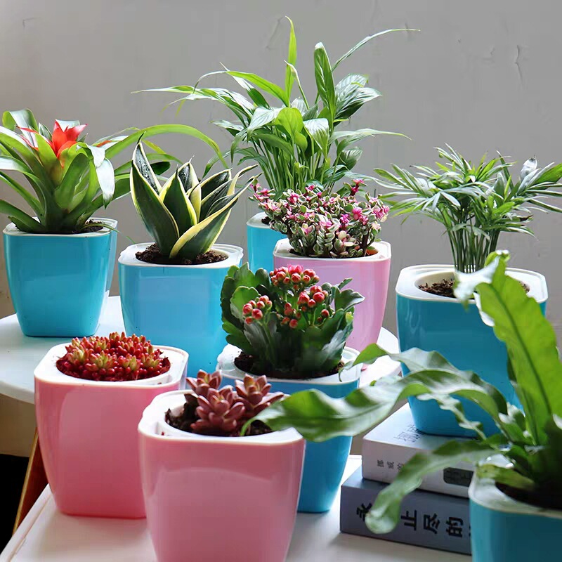 长寿花水培绿植水培多肉植物室内花卉办公室桌面小绿植盆栽