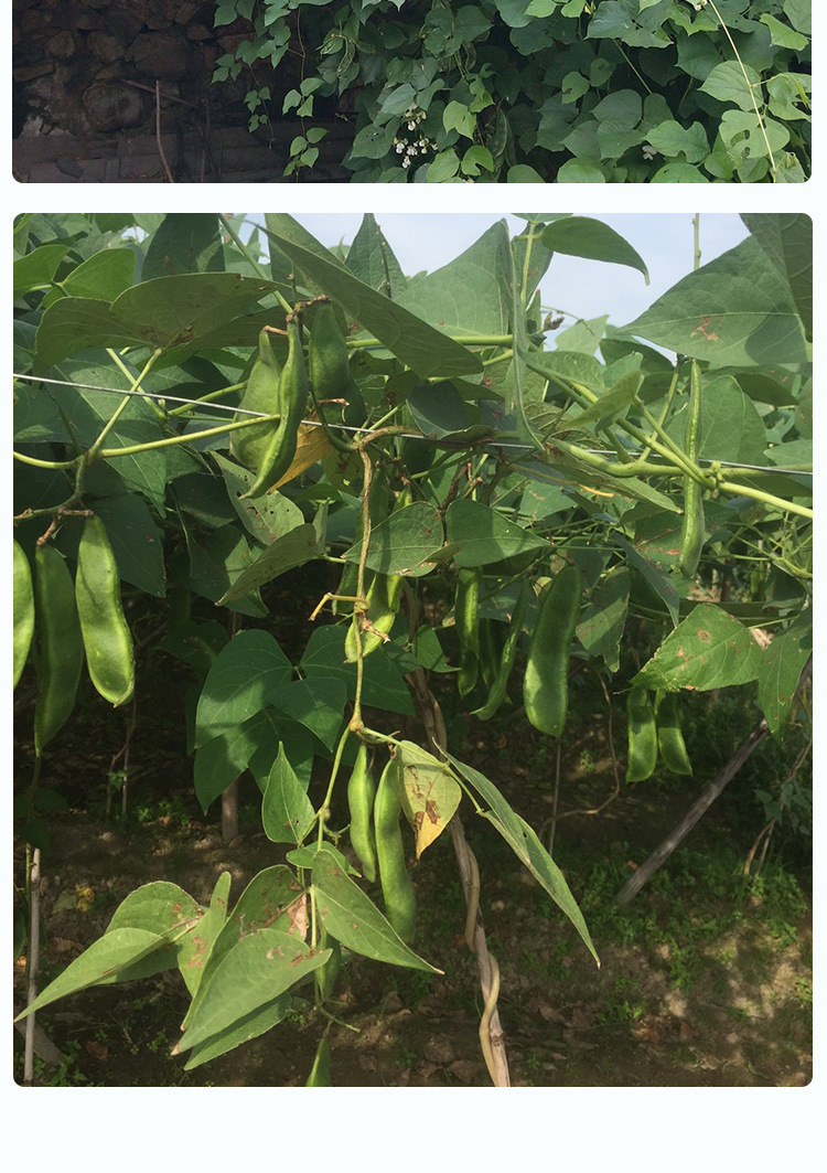 各种豆角散装种子 农田菜地种植眉豆九粒白蔬菜籽