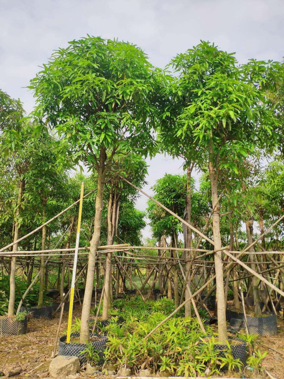 205供应 胸径12-13cm 扁桃树 容器 假植苗 市政绿化乔木 行道树