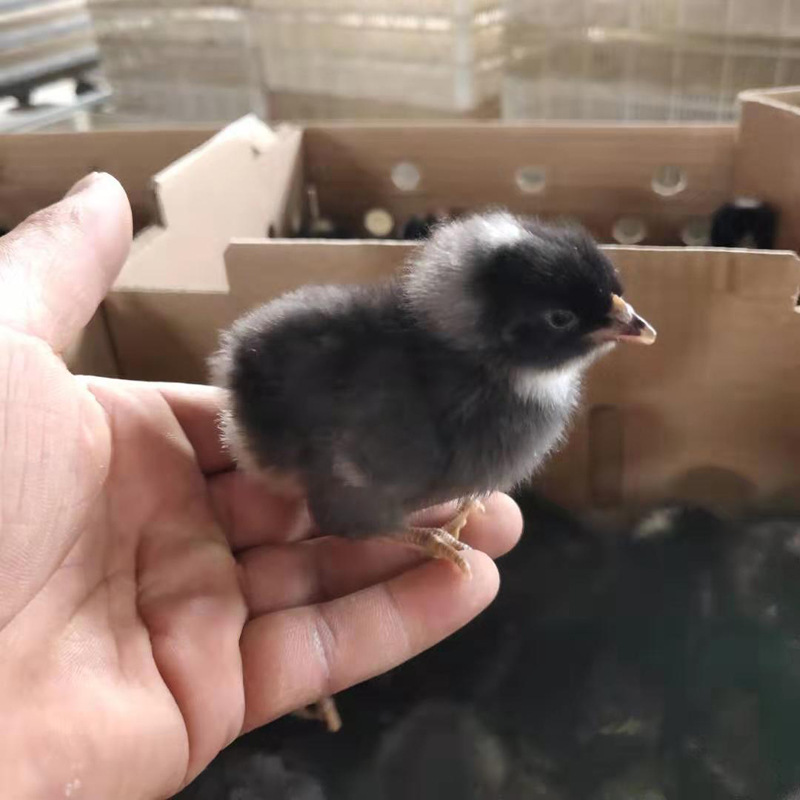 厂家直销芦花鸡苗湖南芦花鸡苗成活率高品种正肉质鲜美