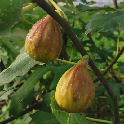 无花果树果苗特大树苗四季盆栽矮化地庭院波姬红当年结果新鲜苗树