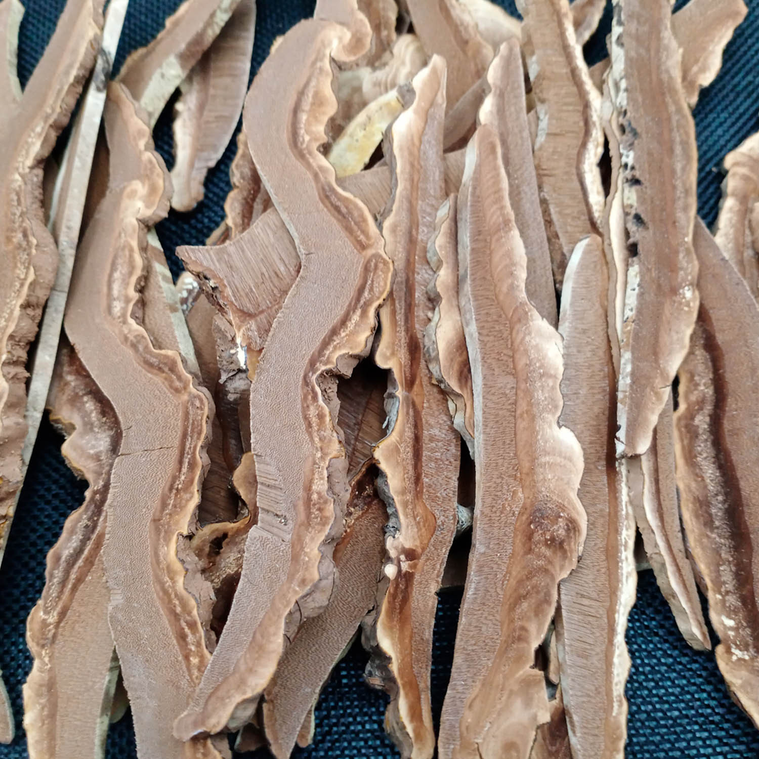 吉林长白山野外生长灵芝片平盖木灵芝切片菌灵芝产地供应非种植