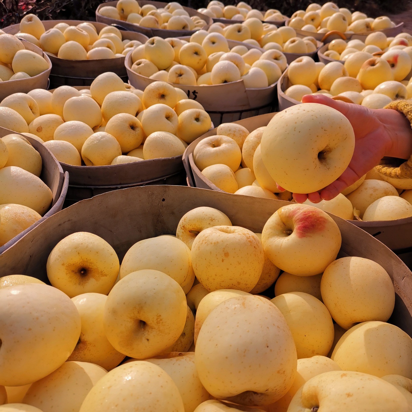 烟台栖霞黄金奶油富士苹果  西六可发